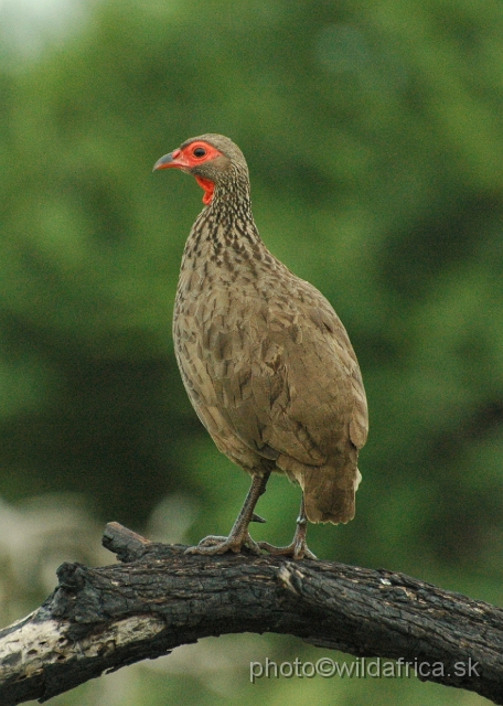 puku rsa 052.jpg - Swainson`s Francolin (Pternistes swainsonii)